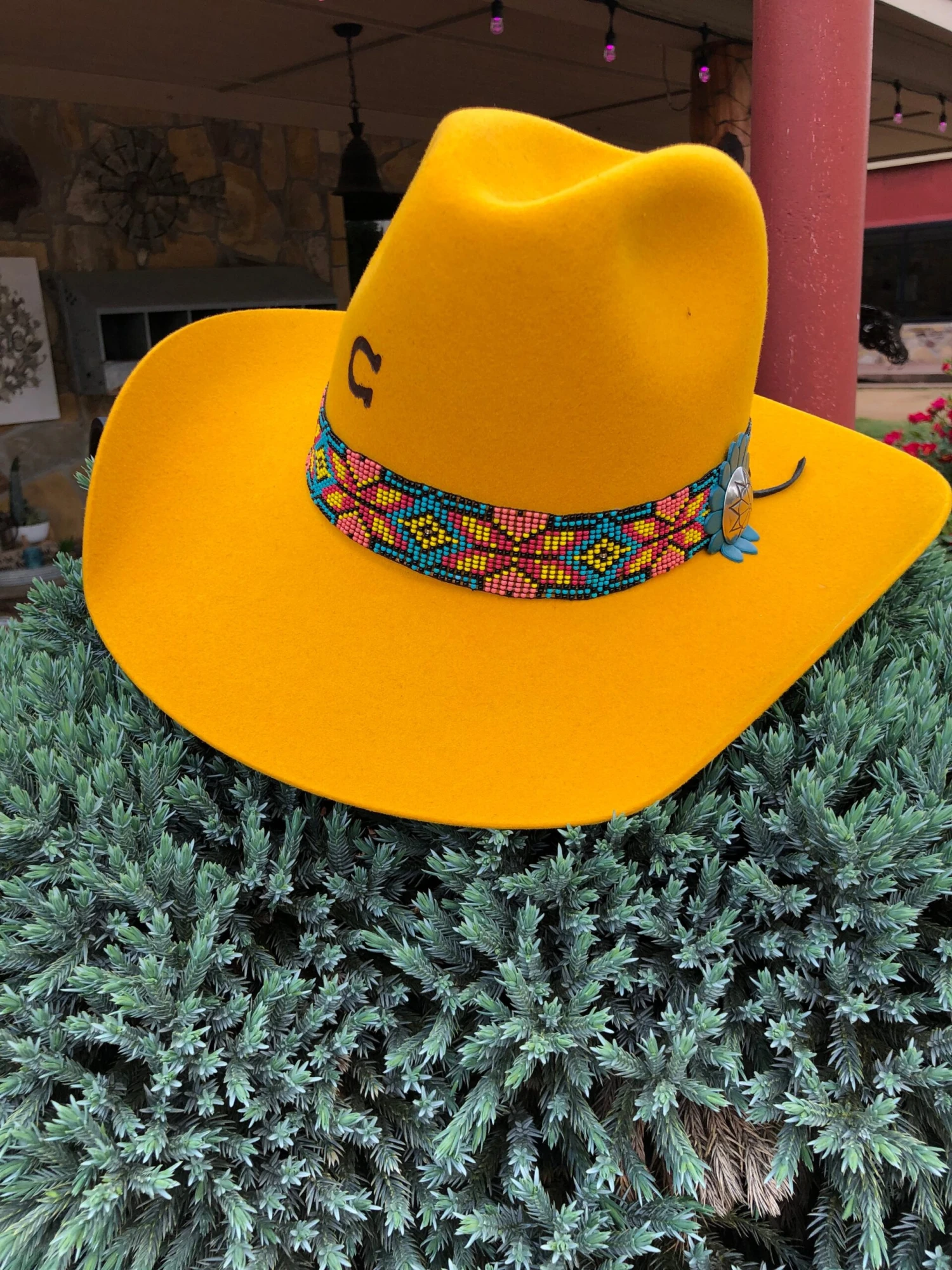 Charlie 1 Horse - Gold Digger Yellow Belly 1 Charlie 1 Horse - Gold Digger Yellow Belly