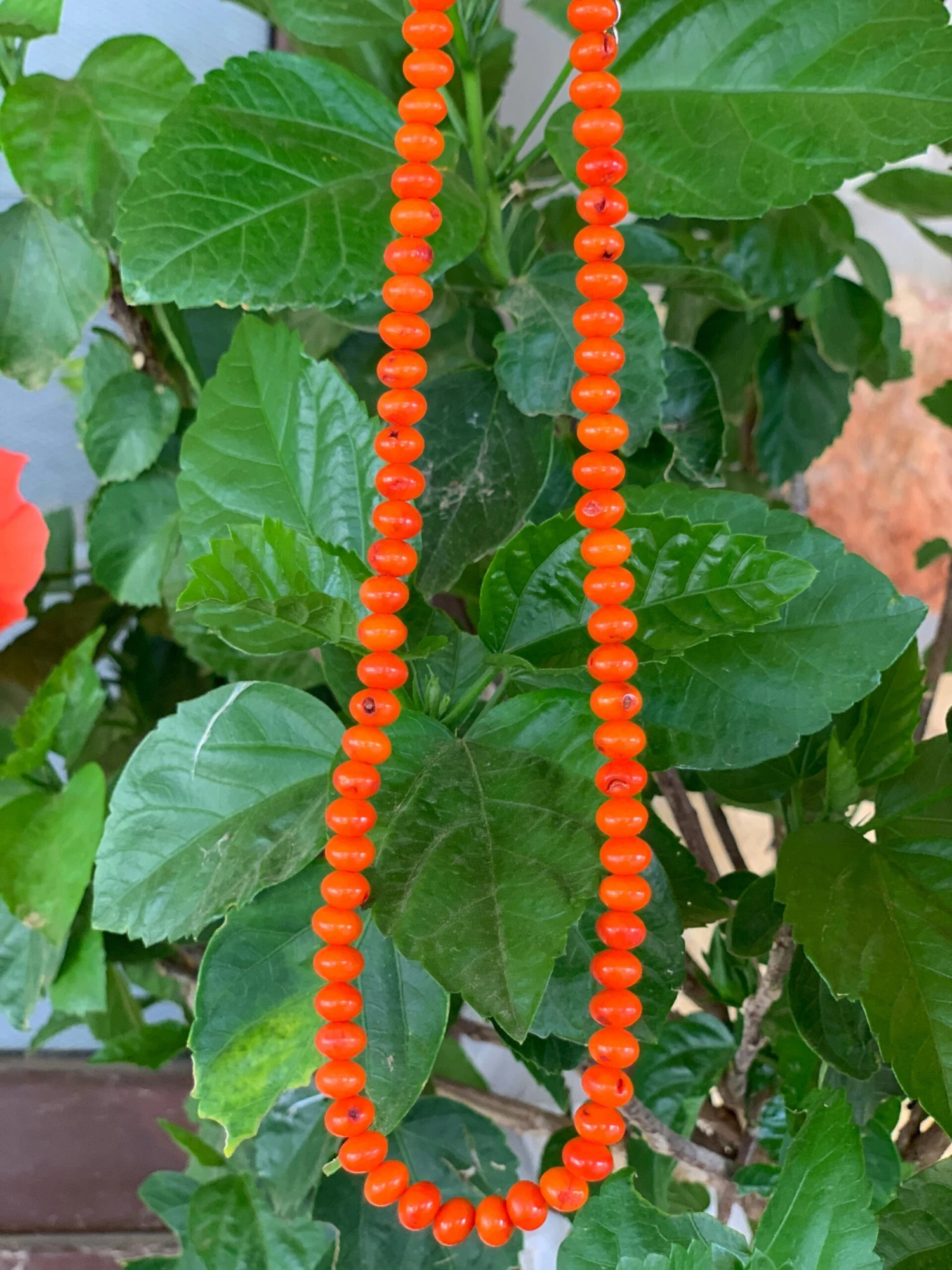 Coral Reef Round Choker 1 Coral Reef Round Choker