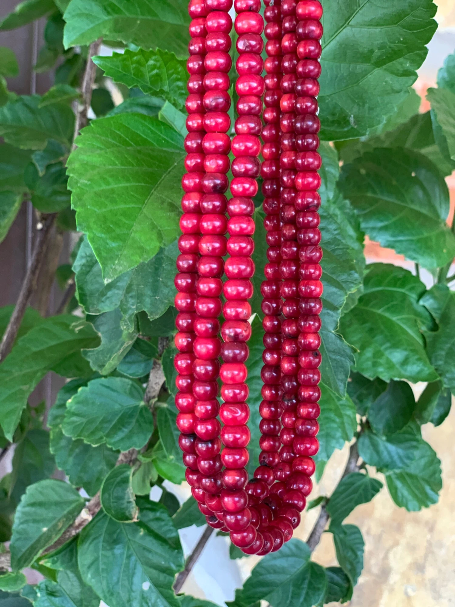 Ruby Slipper Coral Choker 2 Ruby Slipper Coral Choker - Image 2
